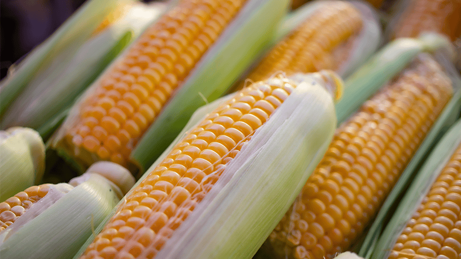 Industrial separation of corn mash