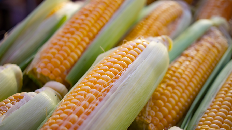 Industrial separation of corn mash