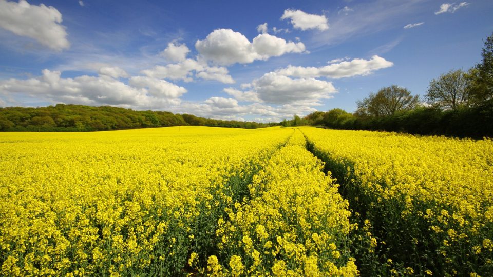 Filtering rapeseed oil