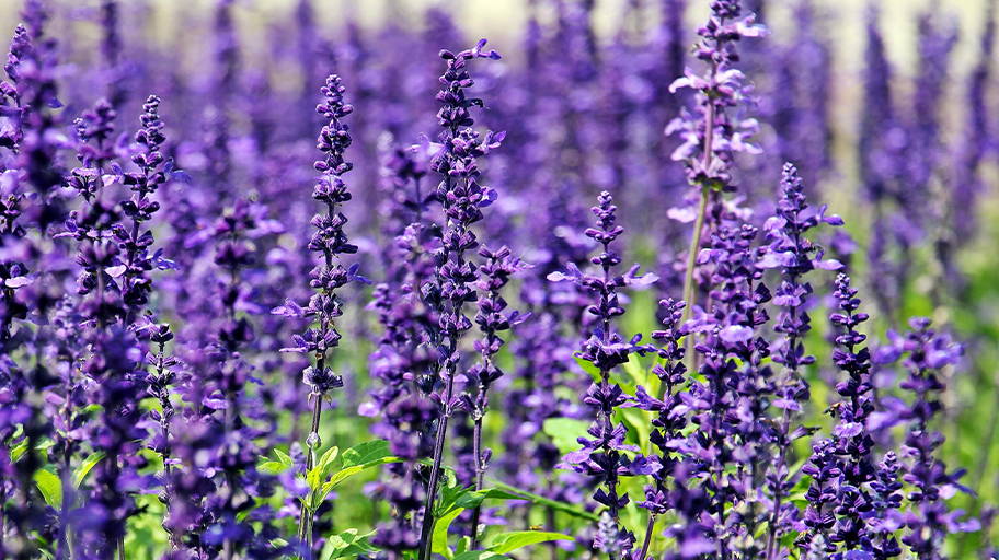 Separating Lavender