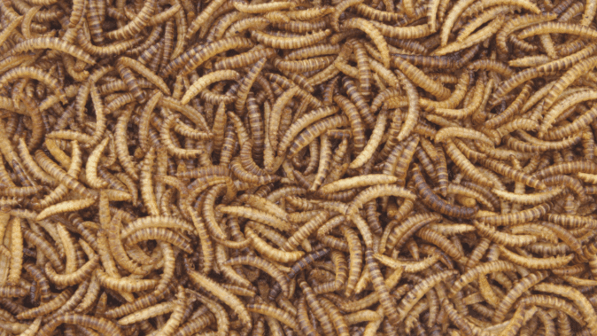 Tierfutter auf Basis von Larven der Schwarzen Soldatenfliege (BSF)