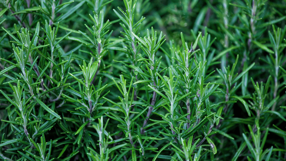 Screening freeze-dried rosemary